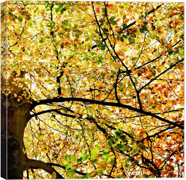 Sunlit Autumn Leaves Canvas Print by Natalie Kinnear