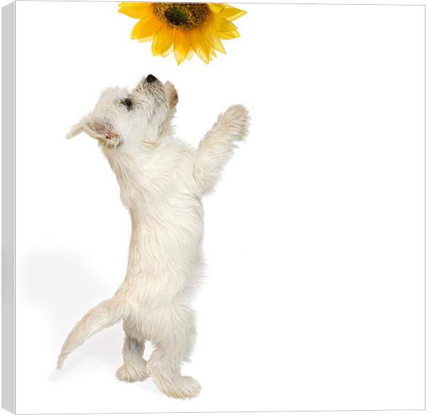 Westie Puppy and Sunflower Canvas Print by Natalie Kinnear