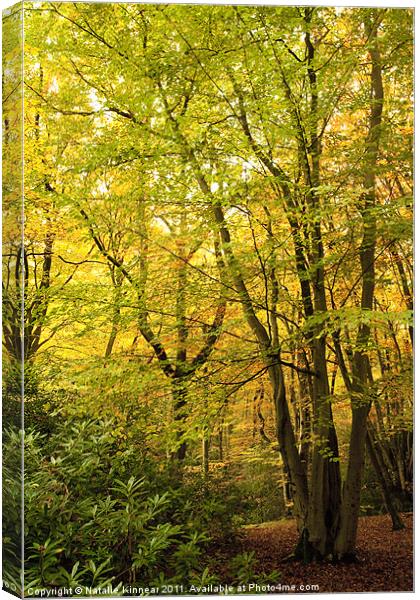 Autumn Woodland Scene III Canvas Print by Natalie Kinnear
