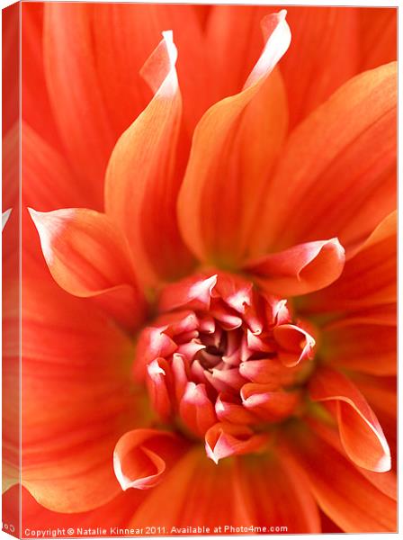 Orange Dahlia Flower Canvas Canvas Print by Natalie Kinnear