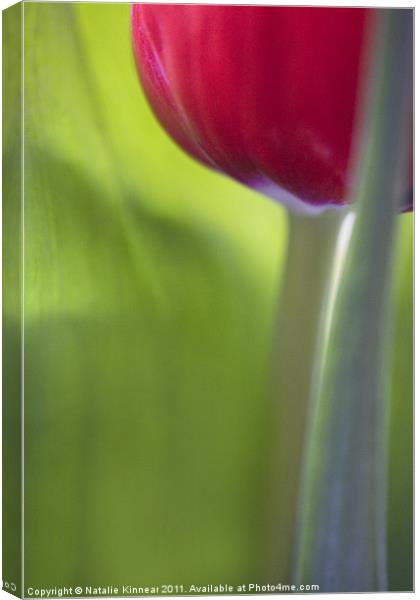 Tulip Close Up Canvas Print by Natalie Kinnear
