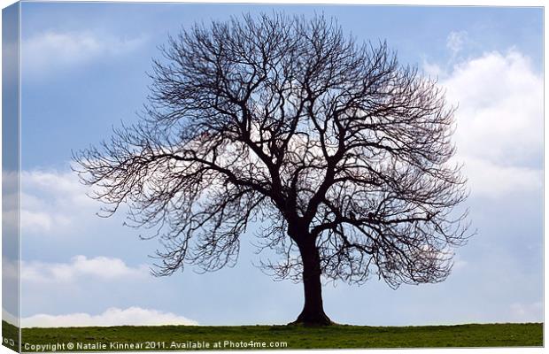 Tree Silhouette Canvas Print by Natalie Kinnear