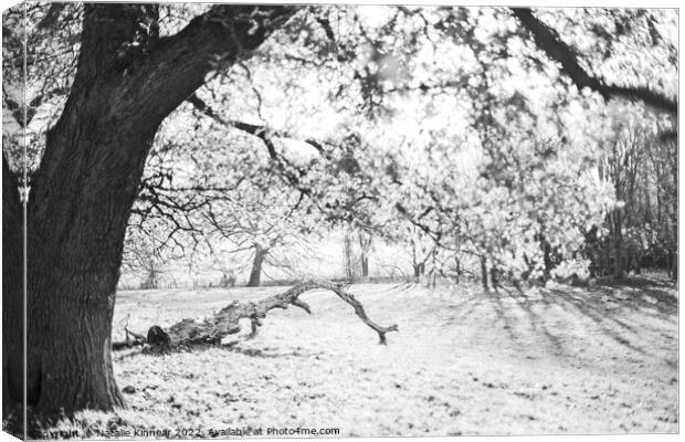 Tree on a Sunlit Frosty Morning by Natalie Kinnear Canvas Print by Natalie Kinnear