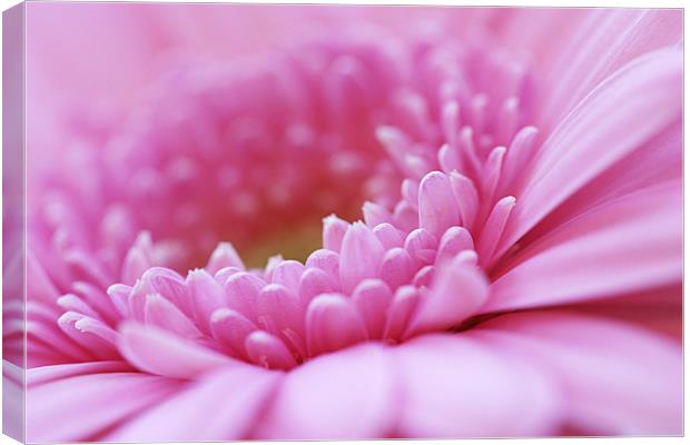 Pink Gerbera Flower Canvas Print by Natalie Kinnear