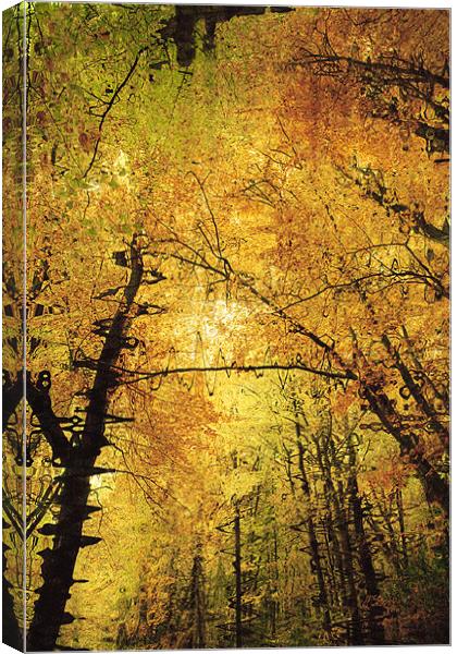 Autumn Colours Abstract II Canvas Print by Natalie Kinnear