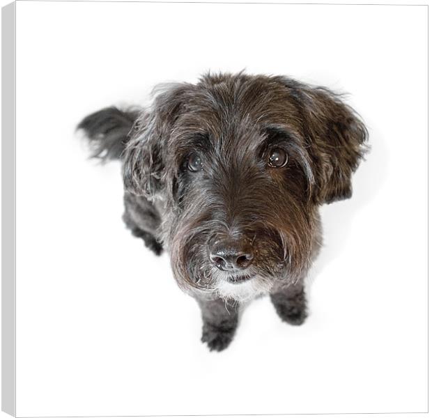 Hairy Dog Photographic Caricature Canvas Print by Natalie Kinnear