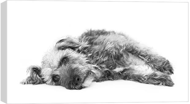 Cute Pup Canvas Print by Natalie Kinnear