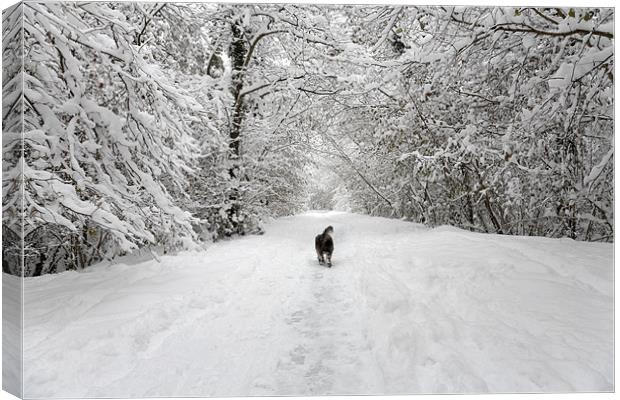 Snow Walk in the Woods Canvas Print by Natalie Kinnear