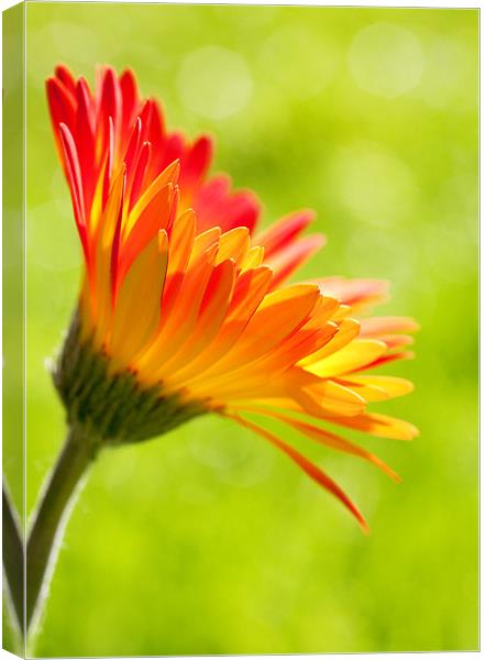 Gerbera Mix Flower in Sunshine Canvas Print by Natalie Kinnear