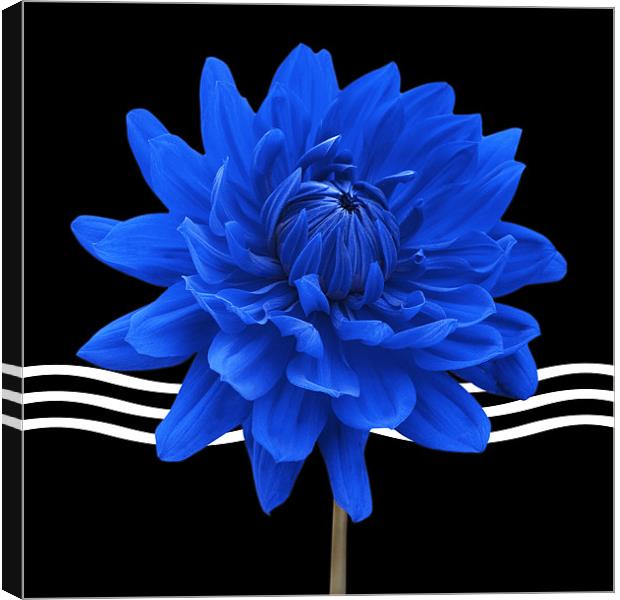 Blue Flower Triptych Canvas 2 Canvas Print by Natalie Kinnear