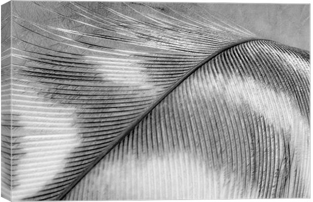 Black and White Feather Canvas Print by Natalie Kinnear