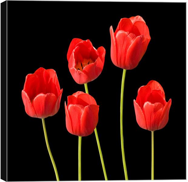 Red Tulips Black Background Wall Art Canvas Print by Natalie Kinnear