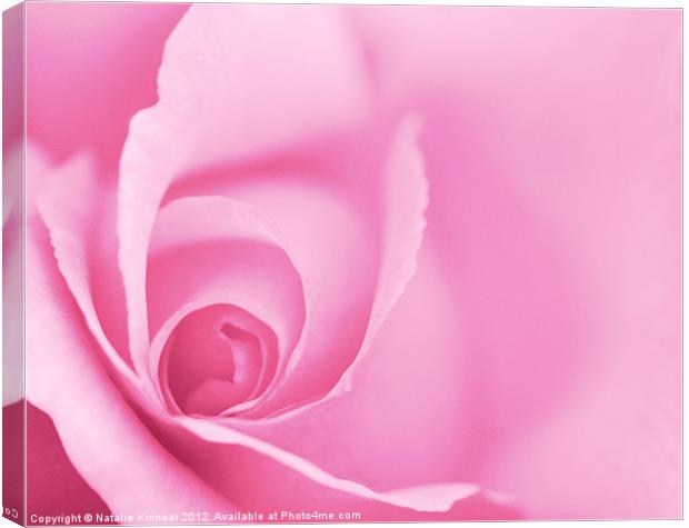 Pink Rose Canvas Print by Natalie Kinnear