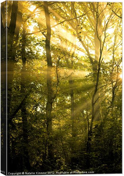 Sunrays Through the Trees Canvas Print by Natalie Kinnear
