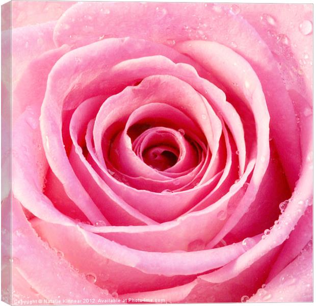 Pink Rose with Water Droplets Canvas Print by Natalie Kinnear