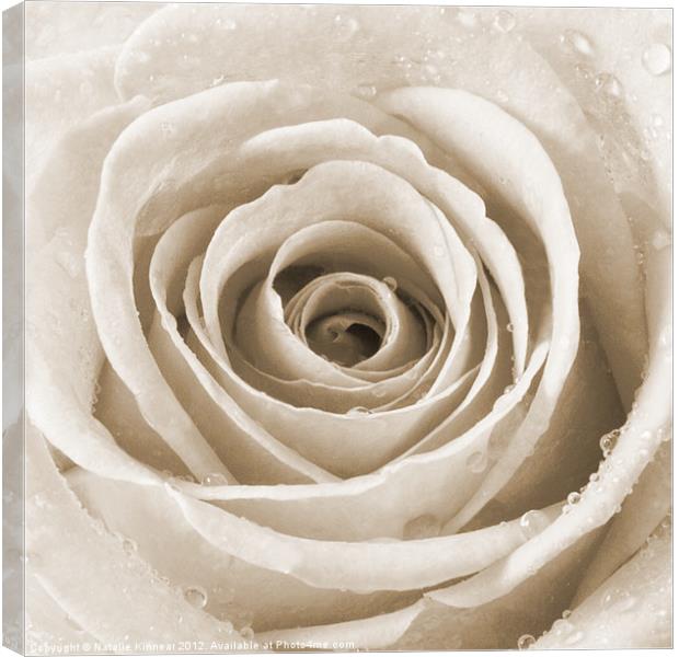 Sepia Rose with Water Droplets Canvas Print by Natalie Kinnear
