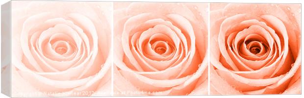 Orange Rose with Water Droplets Triptych Canvas Print by Natalie Kinnear