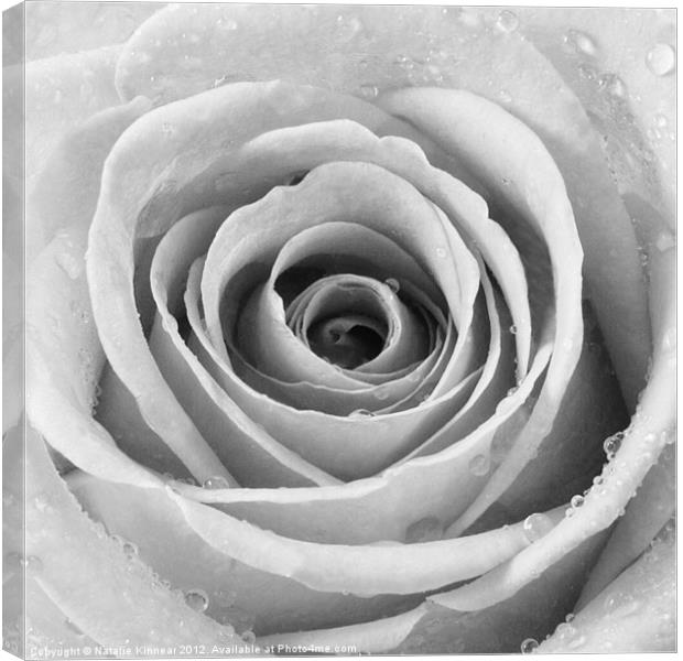 Silver Rose with Water Droplets Canvas Print by Natalie Kinnear