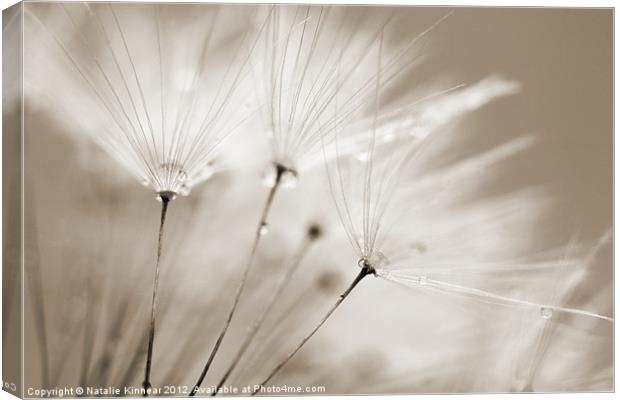 Sepia Dandelion Clock with Water Droplets Canvas Print by Natalie Kinnear