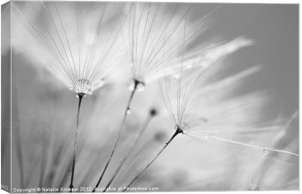 Black and White Dandelion with Water Droplets Canvas Print by Natalie Kinnear
