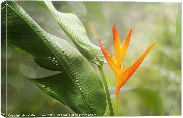 Tropical Flower Canvas Print by Natalie Kinnear