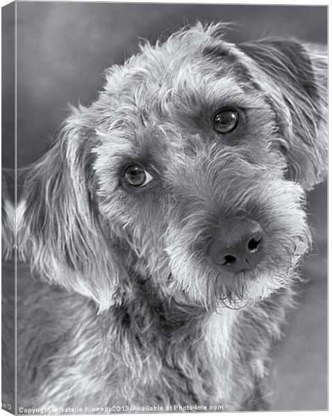 Cute Pup in Black and White Canvas Print by Natalie Kinnear