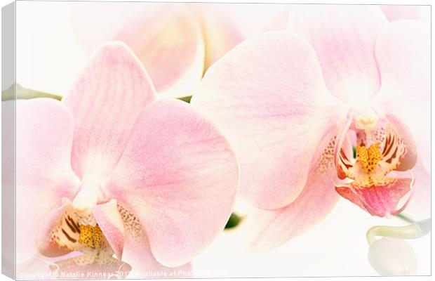 Soft Orchid Glow Canvas Print by Natalie Kinnear