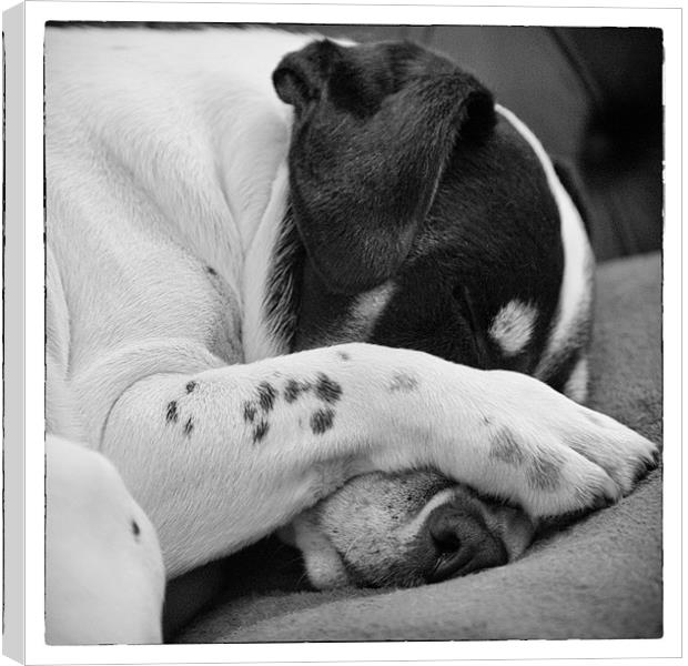 Jack Russell Terrier Dog Asleep in Cute Pose Canvas Print by Natalie Kinnear