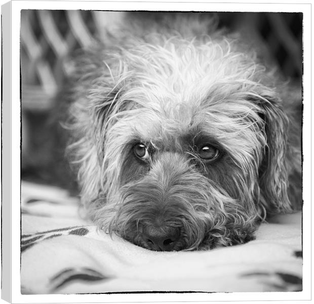 Cute Scruffy Pup in Black and White Canvas Print by Natalie Kinnear