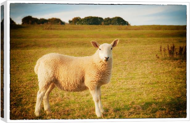 Smiling Sheep in Field Canvas Print by Natalie Kinnear