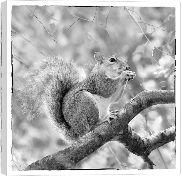 Squirrel in a Tree - Black and White Canvas Print by Natalie Kinnear