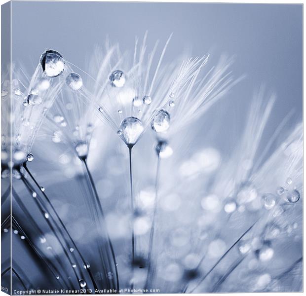 Dandelion Seed with Water Droplets in Blue Canvas Print by Natalie Kinnear