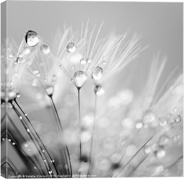 Dandelion Seed with Water Droplets in Black and Wh Canvas Print by Natalie Kinnear
