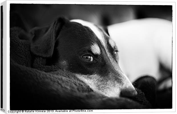 Jack Russell Terrier Portrait in Black and White Canvas Print by Natalie Kinnear