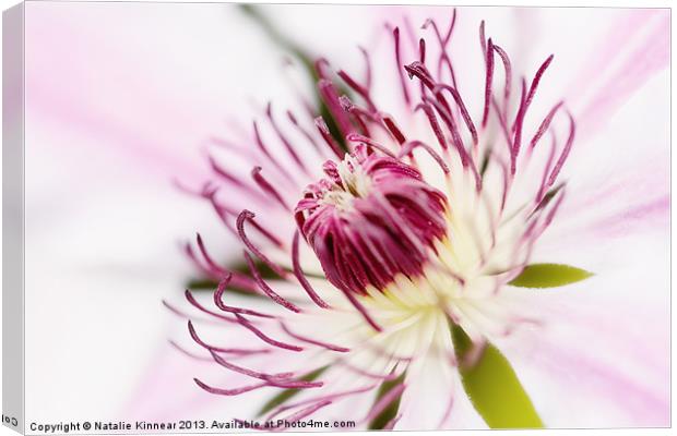 Pink Clematis Close Up - Dreamy Canvas Print by Natalie Kinnear