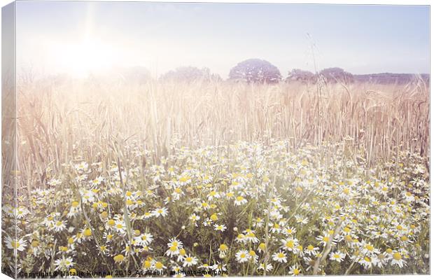 Sunshine over the Fields Canvas Print by Natalie Kinnear