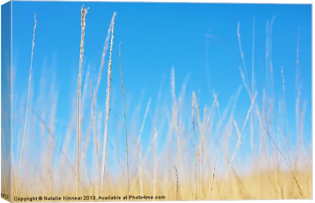Golden Grasses on a Sunny Day Canvas Print by Natalie Kinnear