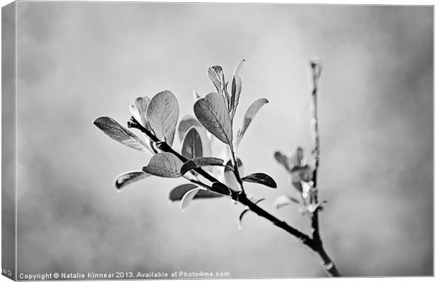 Sunlit Sprig of Leaves in Black and White Canvas Print by Natalie Kinnear