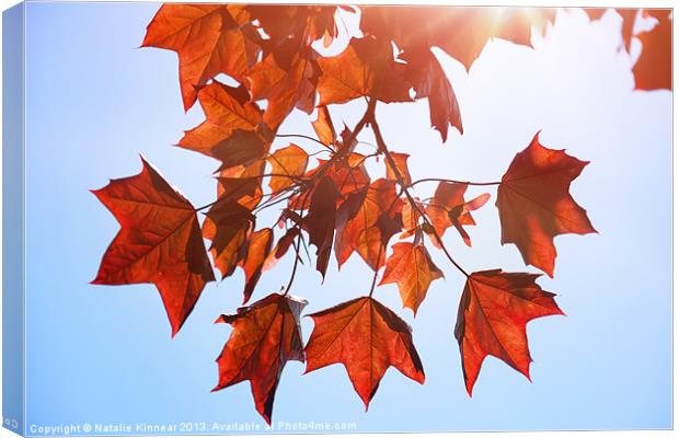 Sunlight on Red Leaves Canvas Print by Natalie Kinnear