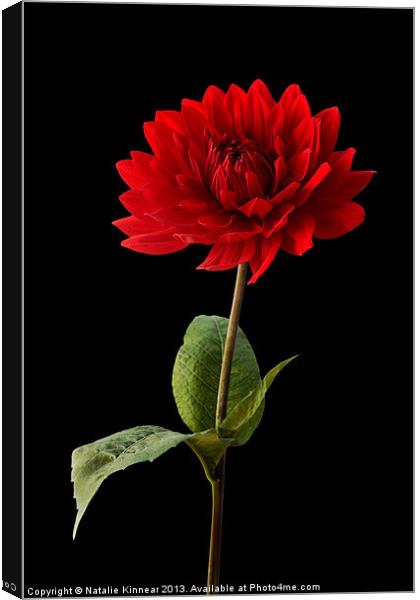 Red Dahlia Flower against Black Background Canvas Print by Natalie Kinnear