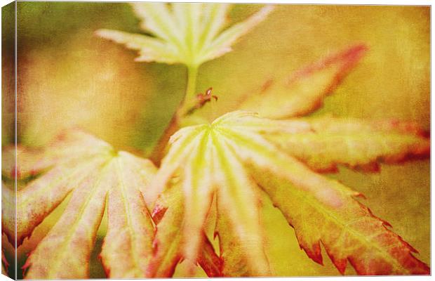 Japanese Maple Leaves Autumn Colors Texture Effect Canvas Print by Natalie Kinnear