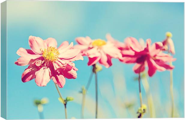 Sunlit Anemone Flowers with Cross Processed Effect Canvas Print by Natalie Kinnear