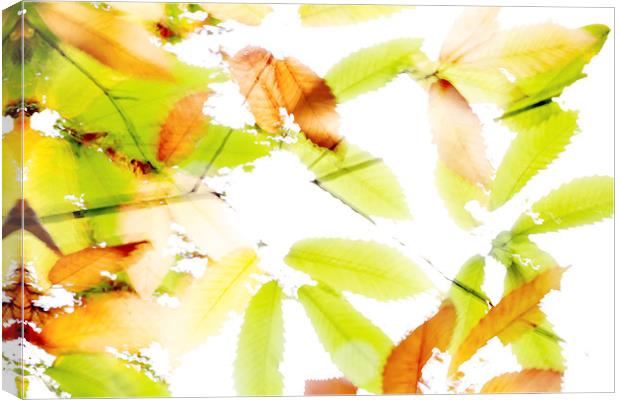 Leaves Splash Abstract 3 Canvas Print by Natalie Kinnear