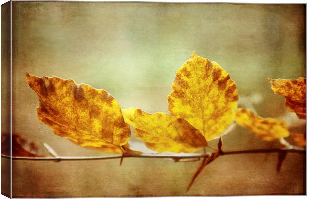 Textured Autumn Leaves Photographic Art Canvas Print by Natalie Kinnear