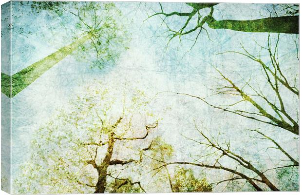 Trees Up High Abstract Photographic Art Canvas Print by Natalie Kinnear