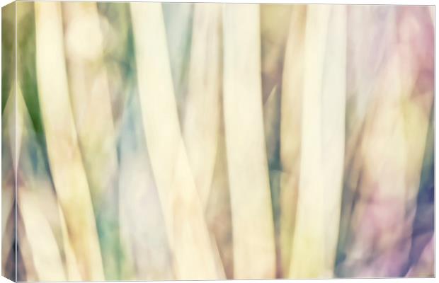 Pastel Forest Wild Grasses Photographic Abstract Canvas Print by Natalie Kinnear