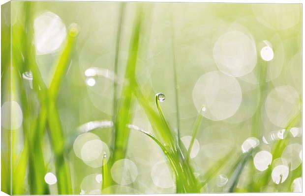 Dewdrops in Sunlit Grass 2 Canvas Print by Natalie Kinnear