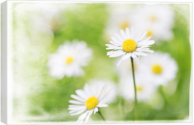 Summer Time Daisies Canvas Print by Natalie Kinnear