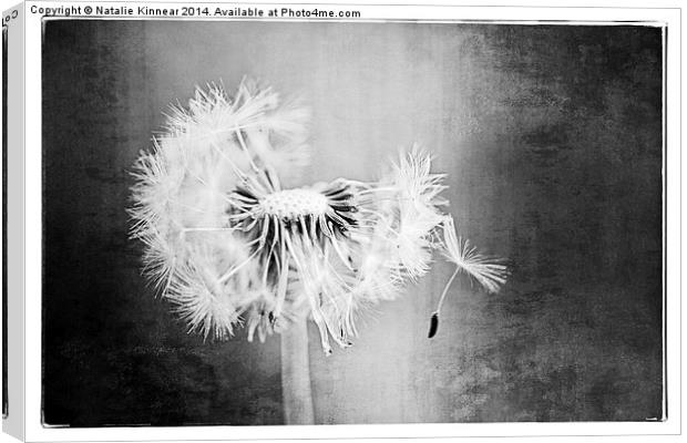 Just Dandy in Black and White Canvas Print by Natalie Kinnear