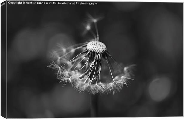 The Underrated Dandelion 2 Canvas Print by Natalie Kinnear